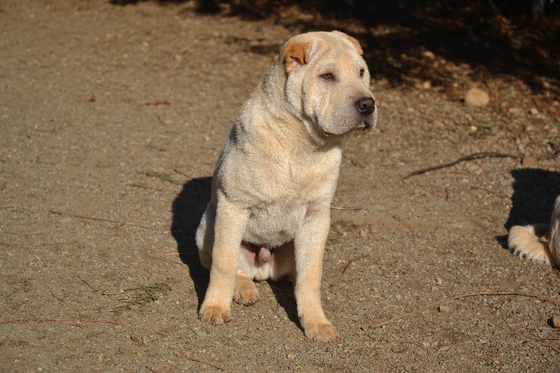 Male Chinese Shar Pei For Sale